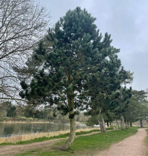 This is a photo of a Tree in ABC that has recently had crown reduction carried out. All works are being undertaken by Maidstone Tree Care