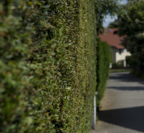 This is a photo of a hedge that has just been cut in Maidstone. All works are being undertaken by Maidstone Tree Care