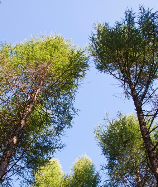 This is a photo of over grown trees needing crown reduction in Maidstone Tree Care.