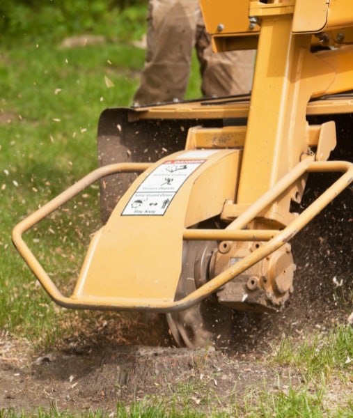 This is a photo of stump grinding being carried out in Maidstone. All works are being undertaken by Maidstone Tree Care